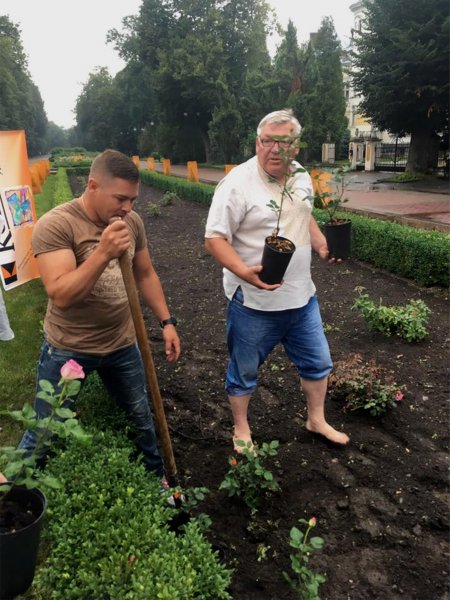 Zwei Männer pflanzen Rosen an.