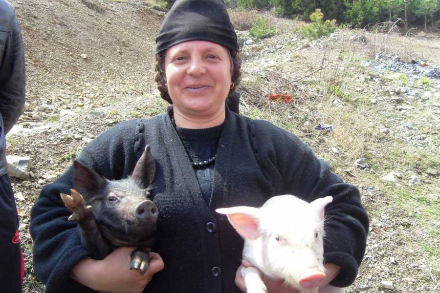 Damit die Menschen im ländlichen Albanien Perspektiven haben, brauchen sie Unterstützung, z.B. bei der Vermarktung lokaler Produkte. Familien in den Bergregionen Albaniens bekommen Ferkel zur Aufzucht zur Verfügung gestellt. Sie sichern die Ernährung der Familien im Winter. Das Ziel ist es, den ländlichen Raum und die Regionalentwicklung zu stärken.<br><small class="stackrow__imagesource">Quelle: Archiv </small>