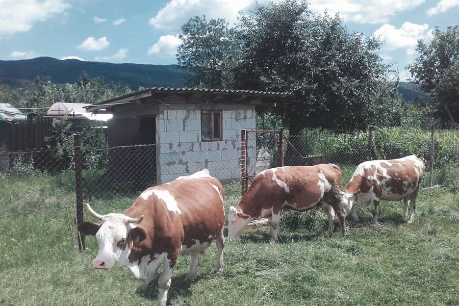 Solange die Witterung es zulässt, dürfen die Tiere draußen auf der Weide grasen. Die Milch der derzeit 20 Kühe wird in einer eigenen kleinen Käserei verarbeitet, die Käseherstellung unterliegt genau wie die Milchproduktion den Kriterien der biologischen Landwirtschaft. 180 bis 200 Liter werden täglich gemolken, viermal pro Woche wird Käse hergestellt – im Monat bis zu 300 Kilogramm. Der Käse erfreut sich großer Beliebtheit und findet reißenden Absatz.<br><small class="stackrow__imagesource">Quelle: Privat </small>