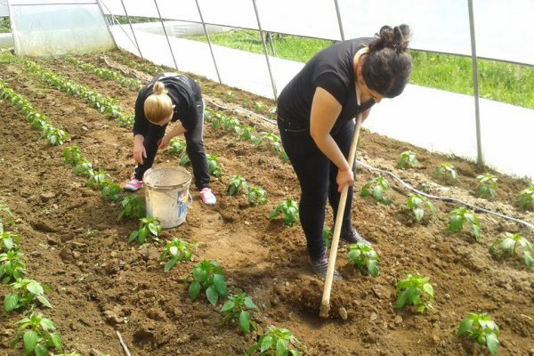 Jugendliche arbeiten im Gewächshaus