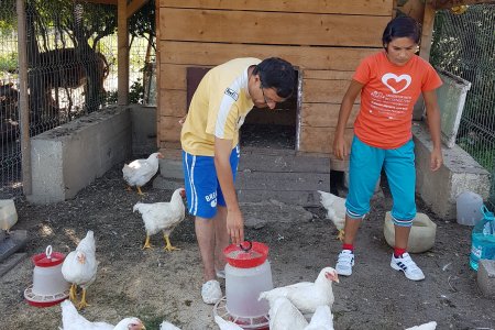 Zwei Menschen stehen im Hühnerstall und füttern die Tiere.