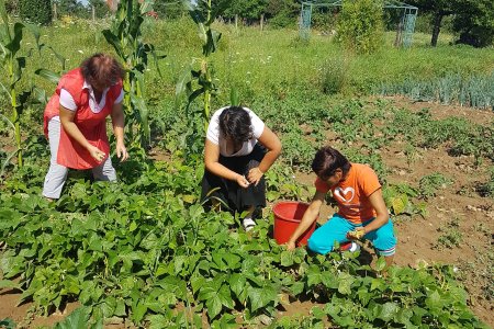 Drei Frauen arbeiten auf dem Feld.